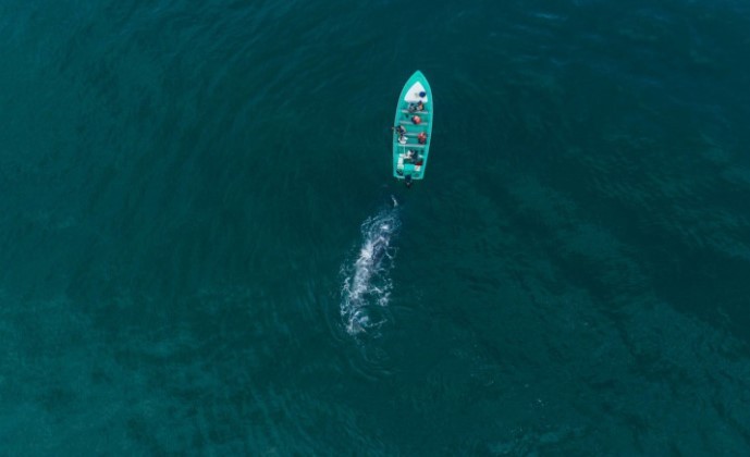 FOTO // O balenă uriașă se „joacă” și împinge cu botul o barcă cu turiști. Imagini spectaculoase surprinse din dronă